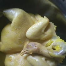 家养土鸡