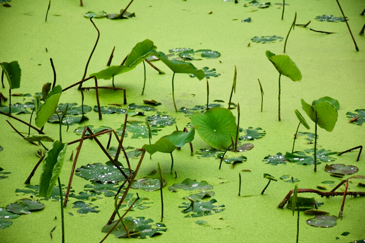埔兜村人口_蟳埔村