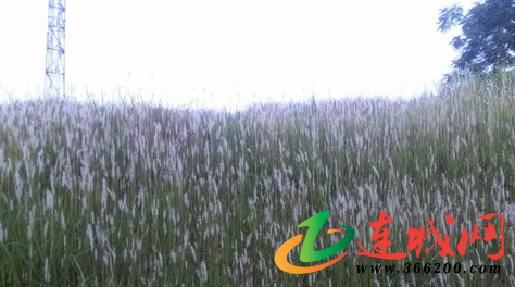 丘塘村人口_西江镇饼丘村河子口